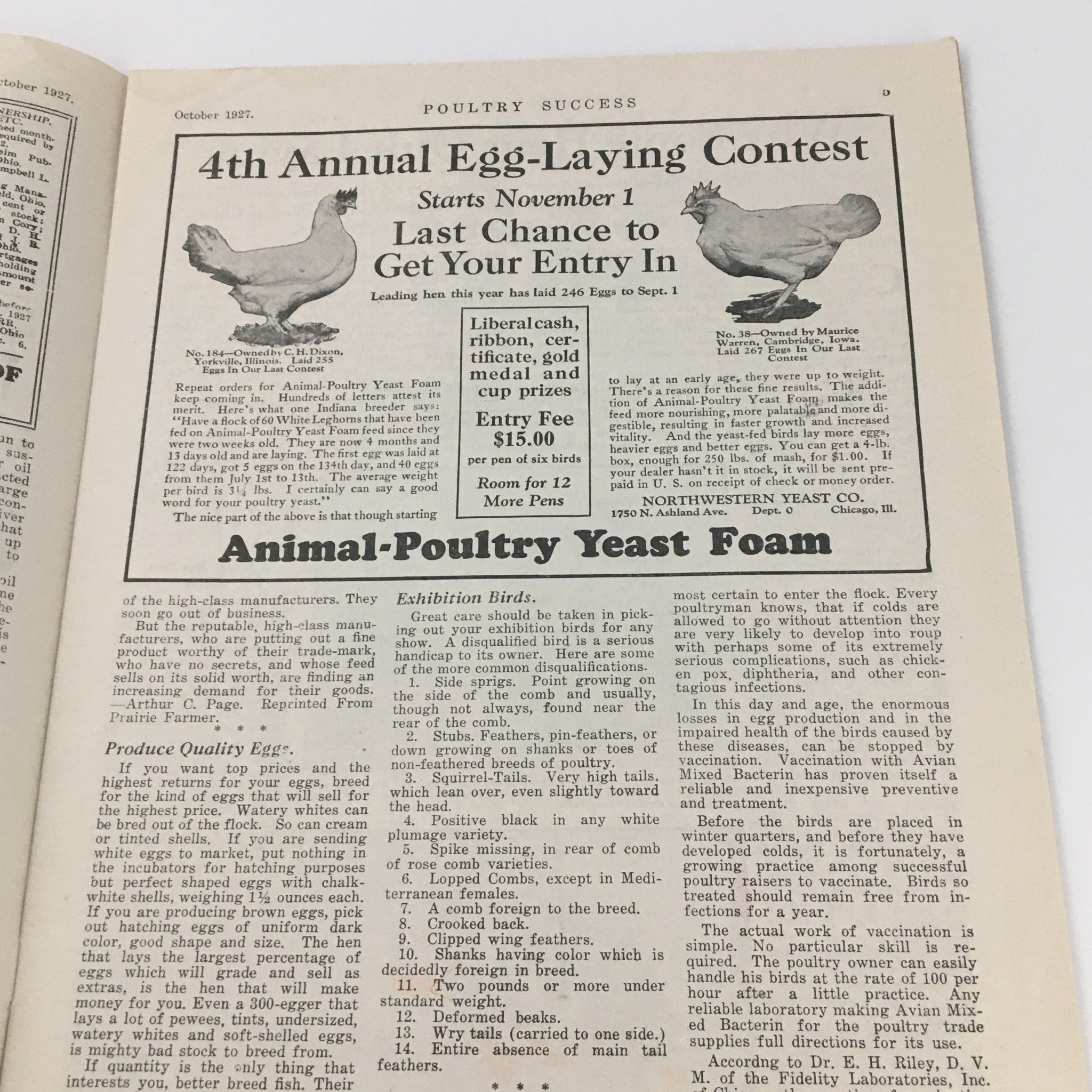 Another interior page of VTG Poultry Success Magazine October 1927 detailing the 4th Annual Egg-Laying Contest and discussing Animal Poultry Yeast Foam.