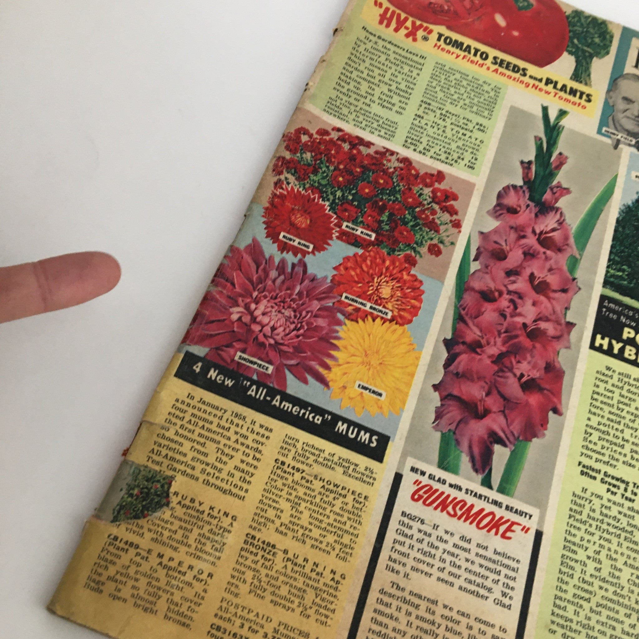 Close-up view of the cover of Henry Field's Tomato Seeds and Plants Catalog for Spring of 1958, highlighting detailed illustrations of 'HY-X' tomato seeds and 'All-America' Mums flowers.