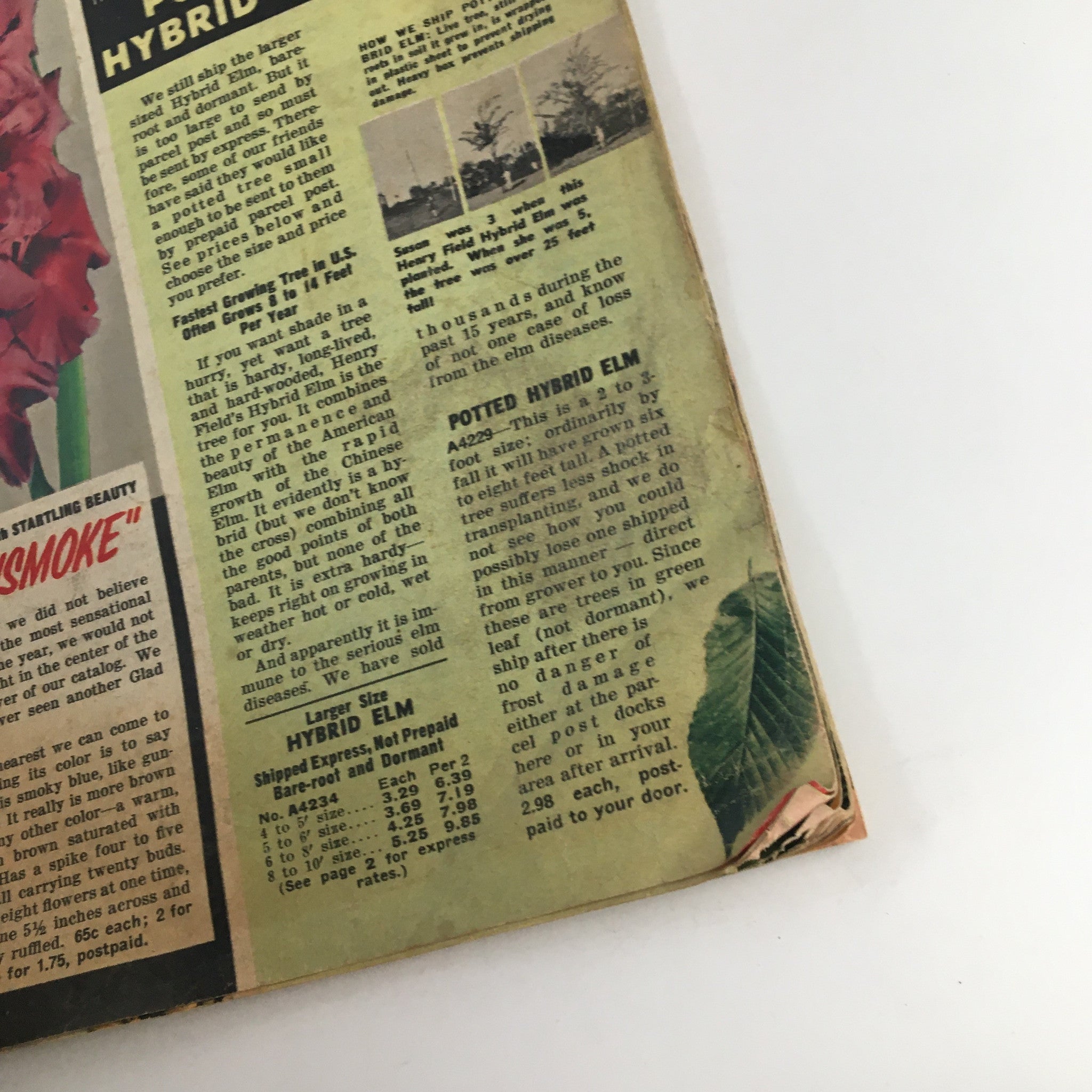 Page from Henry Field's Tomato Seeds and Plants Catalog for Spring of 1958 showcasing hybrid seeds and planting guidance for home gardeners.
