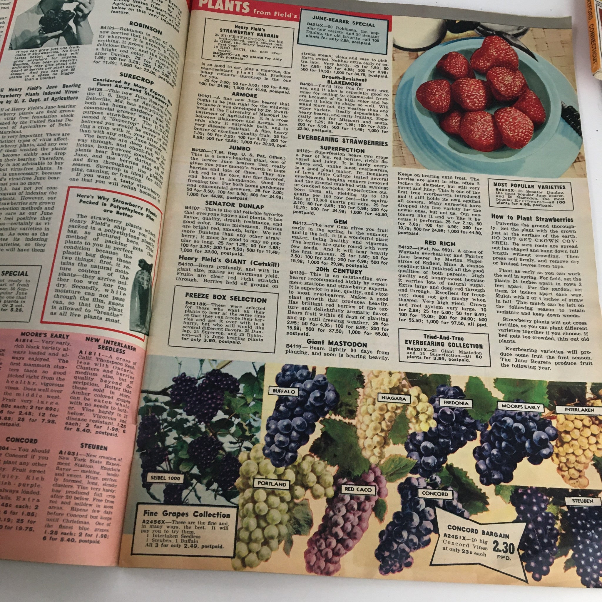 Illustrated page from Henry Field's Tomato Seeds and Plants Catalog for Spring of 1958 featuring various strawberry and grape plants with detailed descriptions.