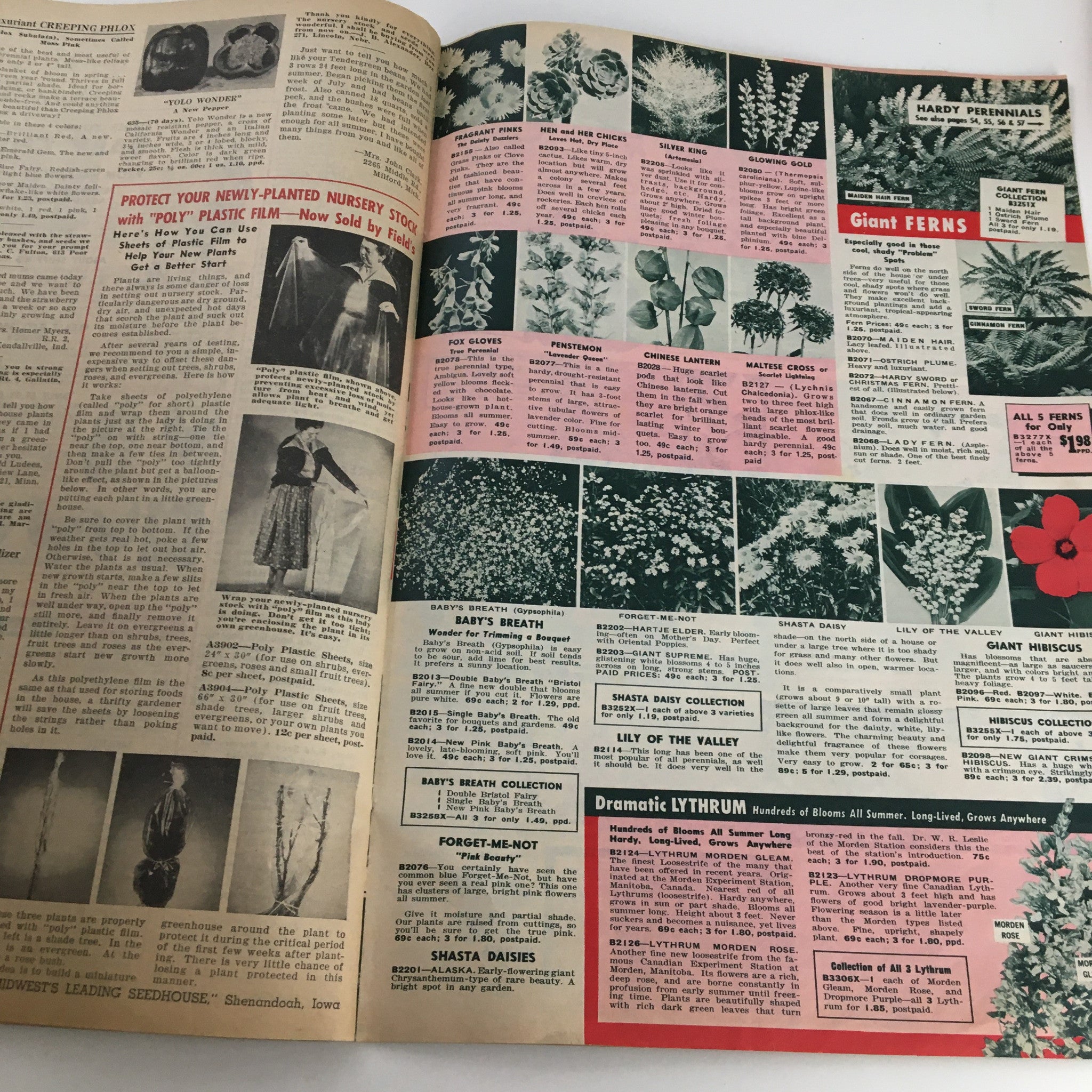 Floral page from Henry Field's Tomato Seeds and Plants Catalog for Spring of 1958 presenting various hardy perennials and garden accessories.