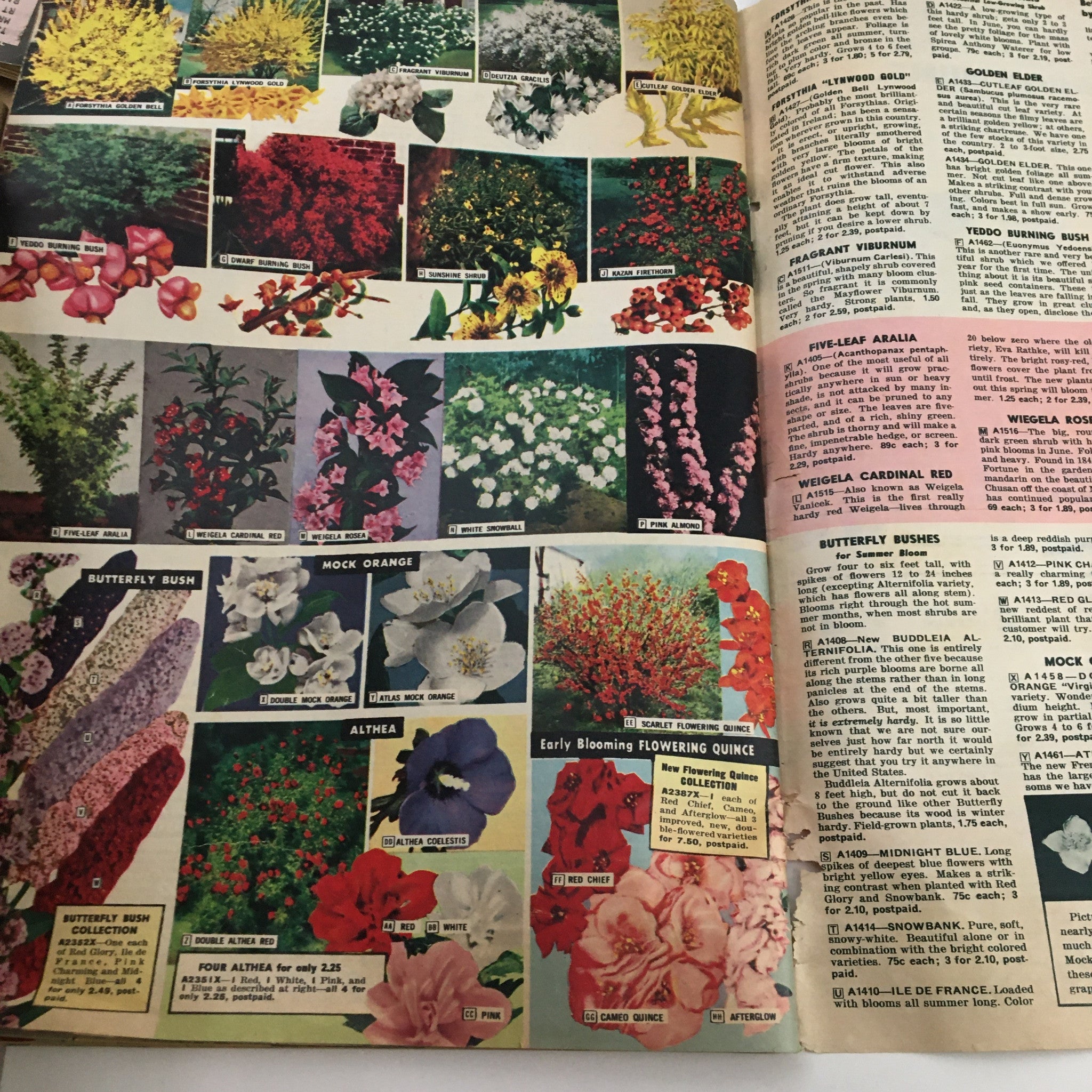 Henry Field's Tomato Seeds and Plants Catalog for Spring of 1958 showcasing various flowering plants such as Butterfly Bush and Mock Orange with vibrant images.