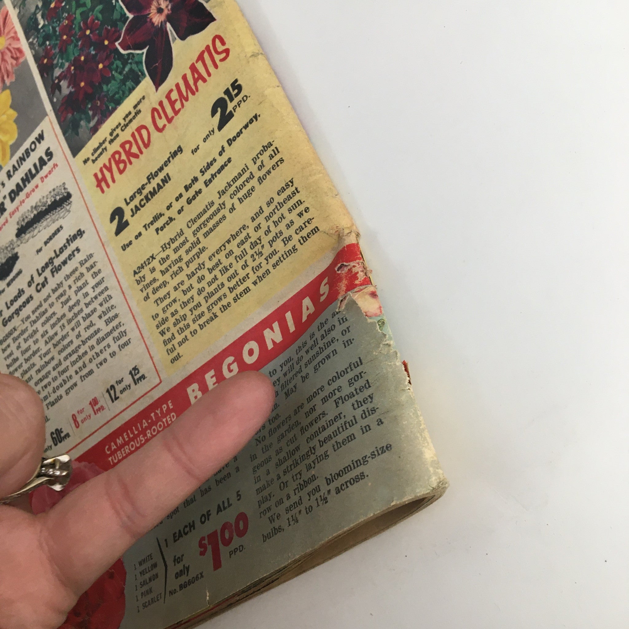 Henry Field's Tomato Seeds and Plants Catalog for Spring of 1958 highlighting Hybrid Clematis and Begonias with an informative description.
