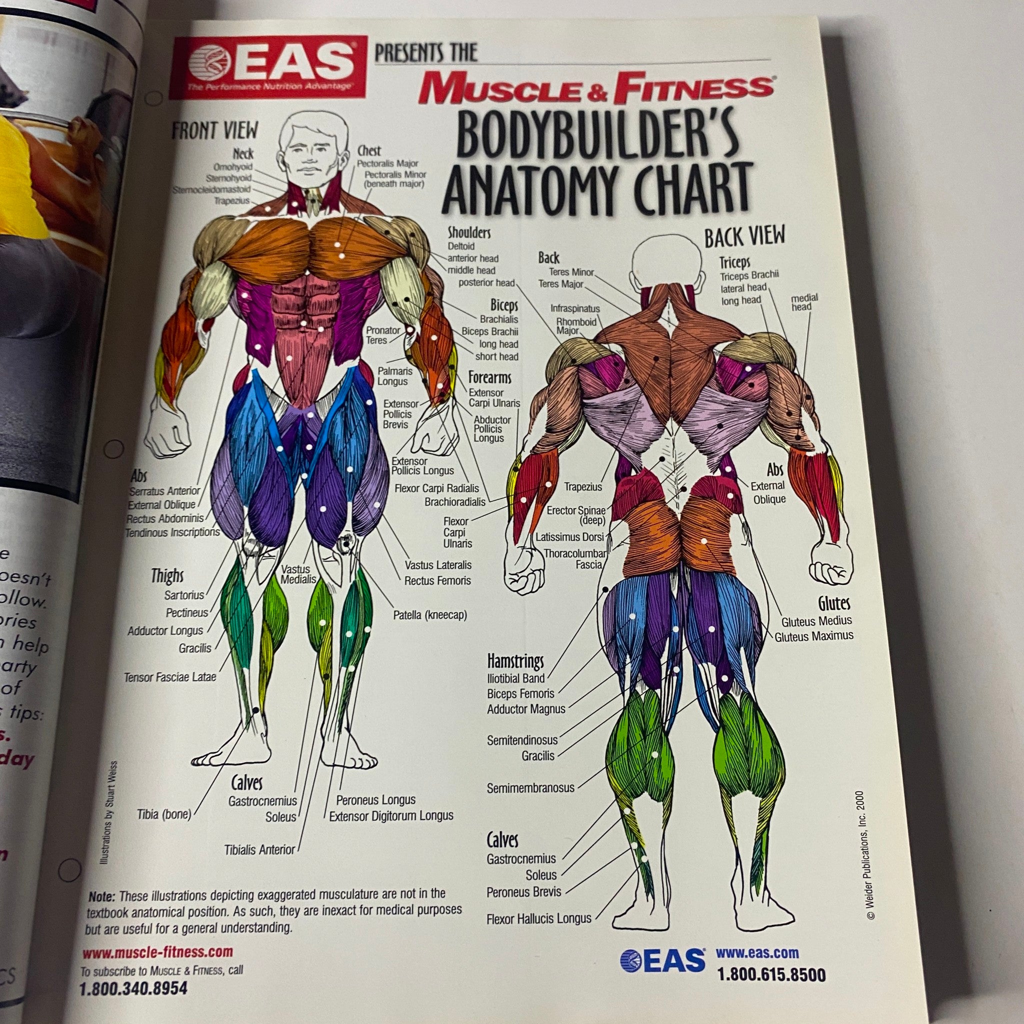 Anatomy chart from Muscle & Fitness Magazine November 2000, detailing muscle groups and exercises for bodybuilders.